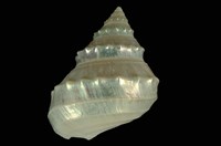 藏品(玉珠銀鐘螺)的圖片